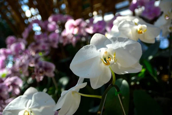 White phalaenopsis or Moth dendrobium Orchid flower.  White Orchids Isolated on blur background. butterfly orchids. Closeup of white phalaenopsis orchid.