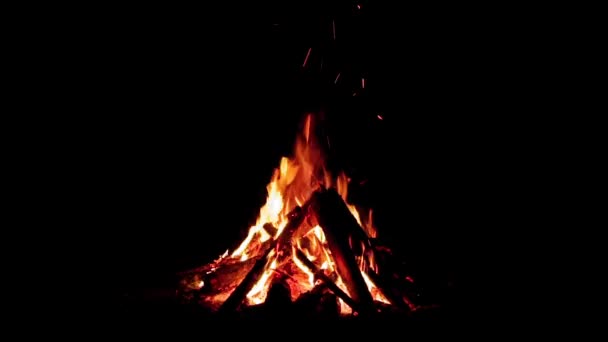 Night Forest Campfire op zwarte achtergrond — Stockvideo