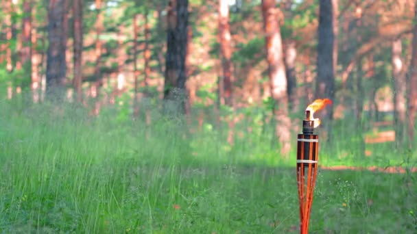 Antorcha de bambú de combustible líquido ardiendo en el bosque — Vídeos de Stock