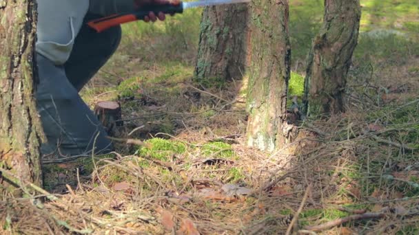 El turista es aserrar madera en el bosque para la fogata — Vídeos de Stock