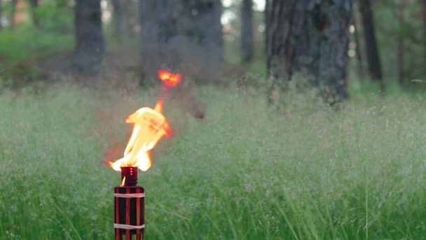 Palivový bambusový hořák hořící v lese — Stock video