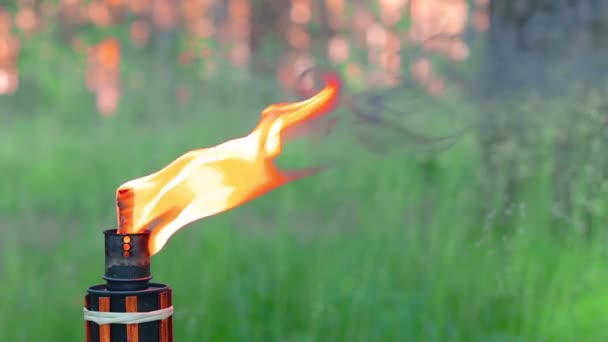 Antorcha de bambú de combustible líquido ardiendo en el bosque — Vídeos de Stock
