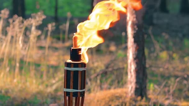 森林中的液体燃料竹火燃烧 — 图库视频影像