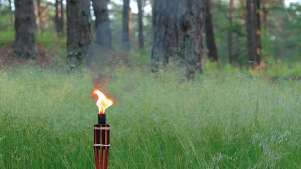 Olej Bambusowa pochodnia spalanie w lesie — Wideo stockowe