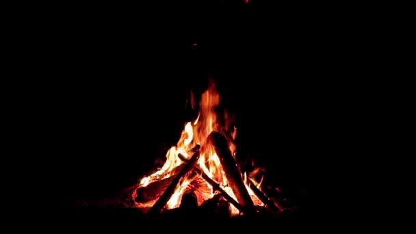 Night Forest Campfire on Black Background — Stock Video