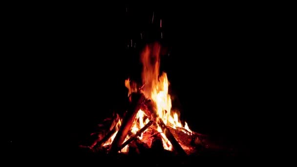 Nocny las ognisko na czarnym tle — Wideo stockowe