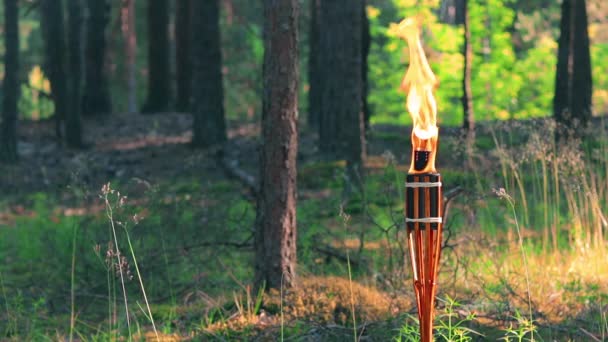 Antorcha de bambú de combustible líquido ardiendo en el bosque — Vídeo de stock