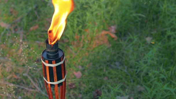 Antorcha de bambú de combustible líquido ardiendo en el bosque — Vídeos de Stock