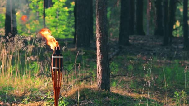 Жидкий топливный бамбуковый факел горит в лесу — стоковое видео
