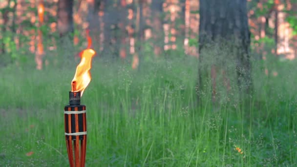 Sıvı Yakıtlı Bambu Meşalesi Ormanda Yanar — Stok video