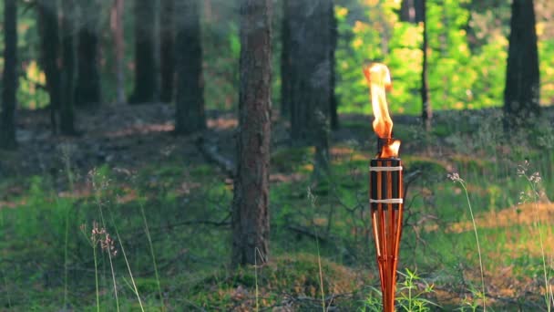 Arderea torței de bambus cu combustibil lichid în pădure — Videoclip de stoc