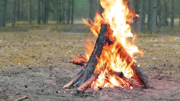 森の中のかがり火-スローモーション — ストック動画