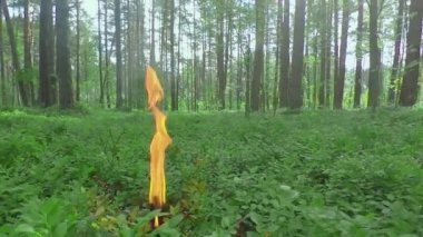 Yaz Günü Çam Ormanında Yanan Mum