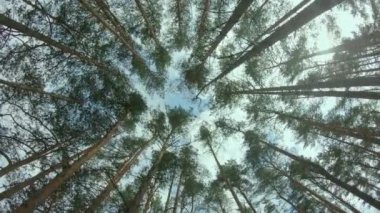Yaz Ormanı 'ndaki Pine Crowns' a bakın