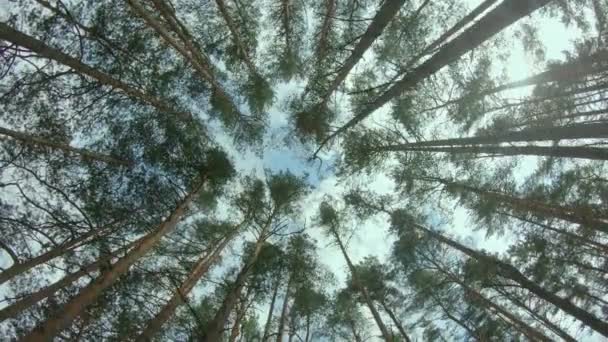 Vista até as coroas de pinheiro na floresta de verão — Vídeo de Stock