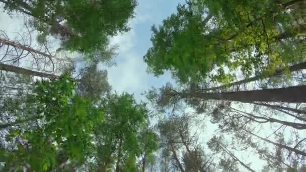 Vista fino alle corone di pino nella foresta estiva — Video Stock