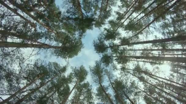 Vista fino alle corone di pino nella foresta estiva — Video Stock