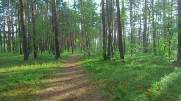 Caminhando na Floresta do Pinheiro — Vídeo de Stock