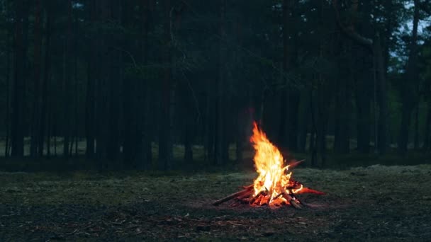 Tábortűz az erdőben - Lassú mozgás — Stock videók