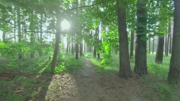 Caminando en el bosque de pinos — Vídeos de Stock
