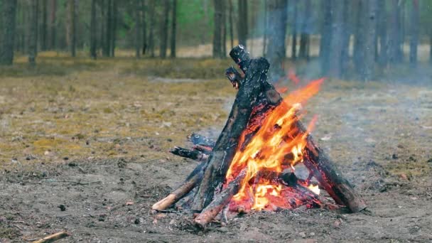 Ein Lagerfeuer im Wald - Zeitlupe — Stockvideo