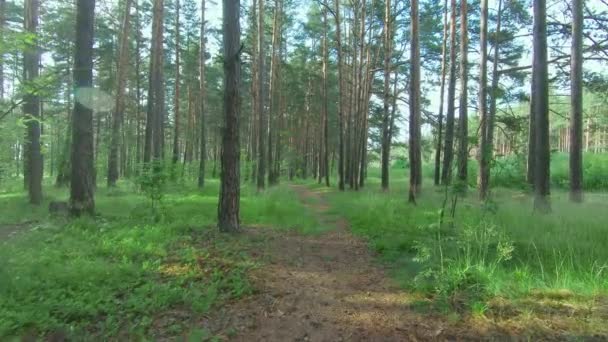 Caminando en el bosque de pinos — Vídeo de stock