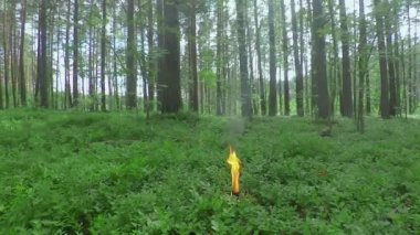 Yaz Günü Çam Ormanında Yanan Mum