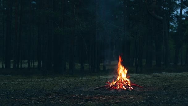 Een kampvuur in het bos - Slow Motion — Stockvideo
