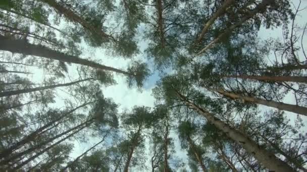 Vue jusqu'aux couronnes de pins dans la forêt d'été — Video