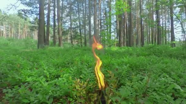 Горящая свеча в сосновом бору в Шумерский день — стоковое видео