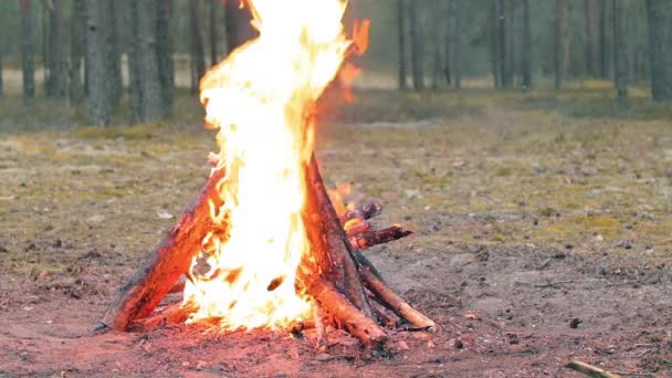 A Bonfire in the Forest - Pomalý pohyb — Stock video