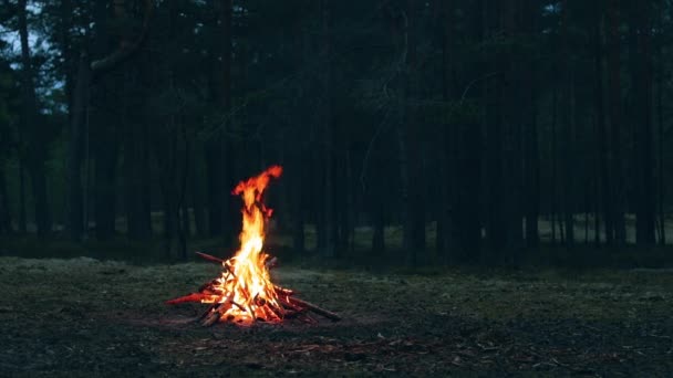 A Bonfire in the Forest - Pomalý pohyb — Stock video