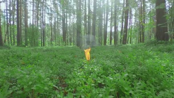 Vela em chamas na floresta de pinheiros no dia de verão — Vídeo de Stock