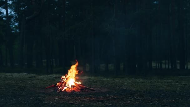 Tábortűz az erdőben - Lassú mozgás — Stock videók