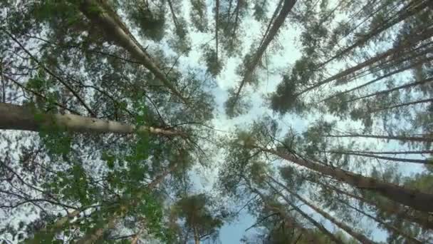 Vista até as coroas de pinheiro na floresta de verão — Vídeo de Stock