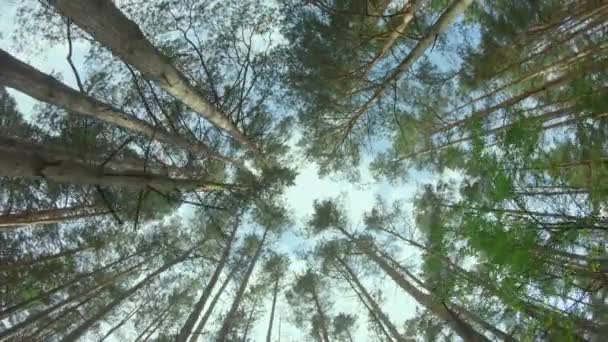 Se opp til Pine Crowns i Summer Forest – stockvideo