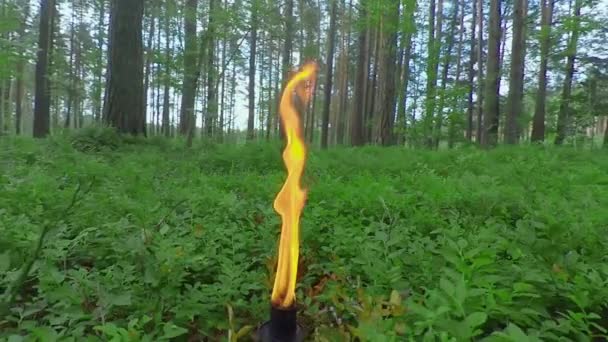 Brinnande ljus i tallskogen på sommardagen — Stockvideo
