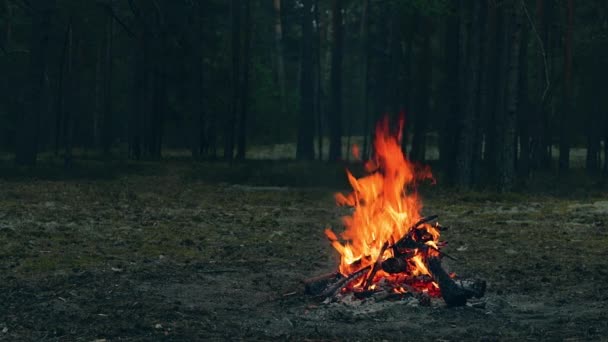 Tábortűz az erdőben - Lassú mozgás — Stock videók