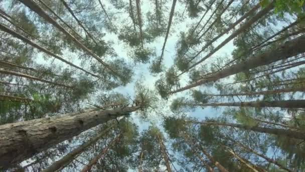 Vista fino alle corone di pino nella foresta estiva — Video Stock