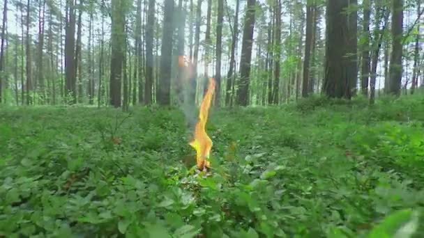 Kaars branden in Dennenbos op Sumerdag — Stockvideo