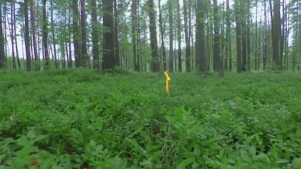Płonąca świeca w lesie sosnowym w Sumer Day — Wideo stockowe