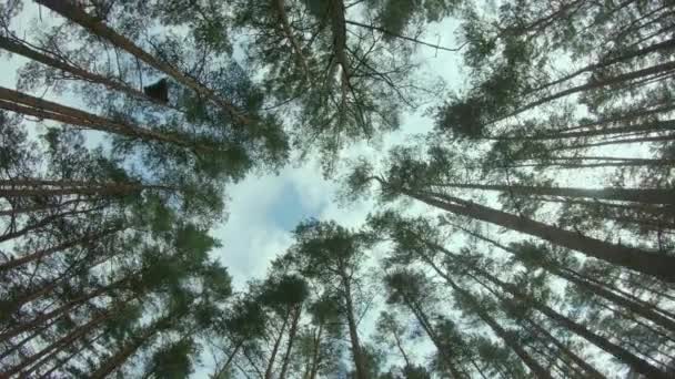 View Up to the Pine Crowns in Summer Forest — Αρχείο Βίντεο