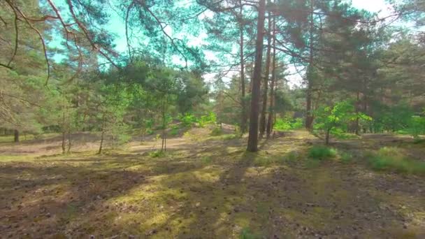 Promenade dans la forêt de pins à la journée ensoleillée d'été — Video