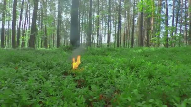 Vela ardiendo en el bosque de pinos en el día de Sumer — Vídeos de Stock