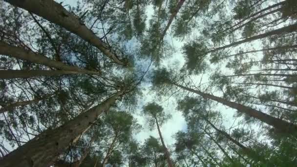 Vue jusqu'aux couronnes de pins dans la forêt d'été — Video