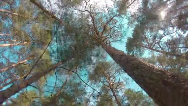 Spacer po lesie sosnowym w słoneczny letni dzień — Wideo stockowe