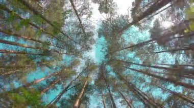 Güneşli yaz gününde Çam Ormanı 'nda yürümek