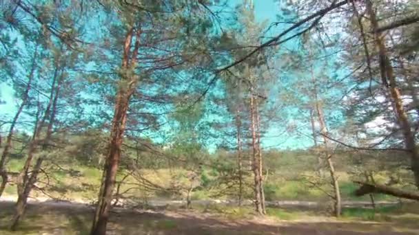 阳光明媚的夏日，漫步在松林 — 图库视频影像