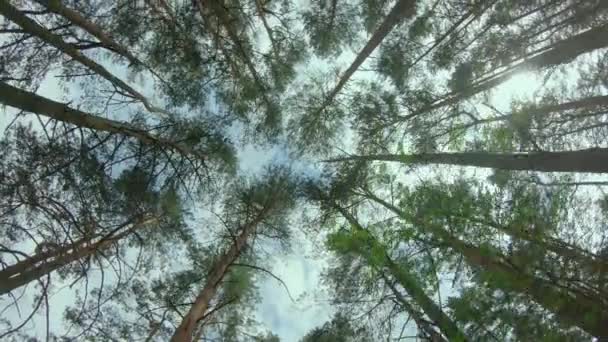 Kilátás akár a fenyőkorona a nyári erdőben — Stock videók