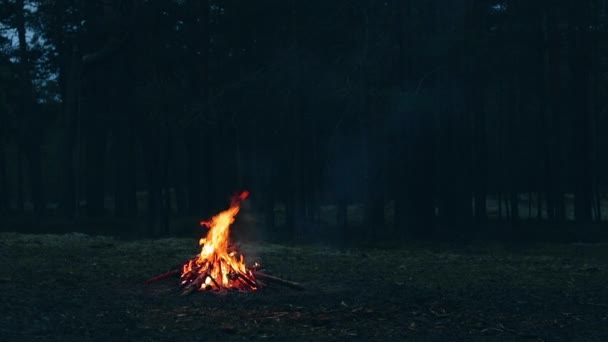 森林篝火-慢动作 — 图库视频影像